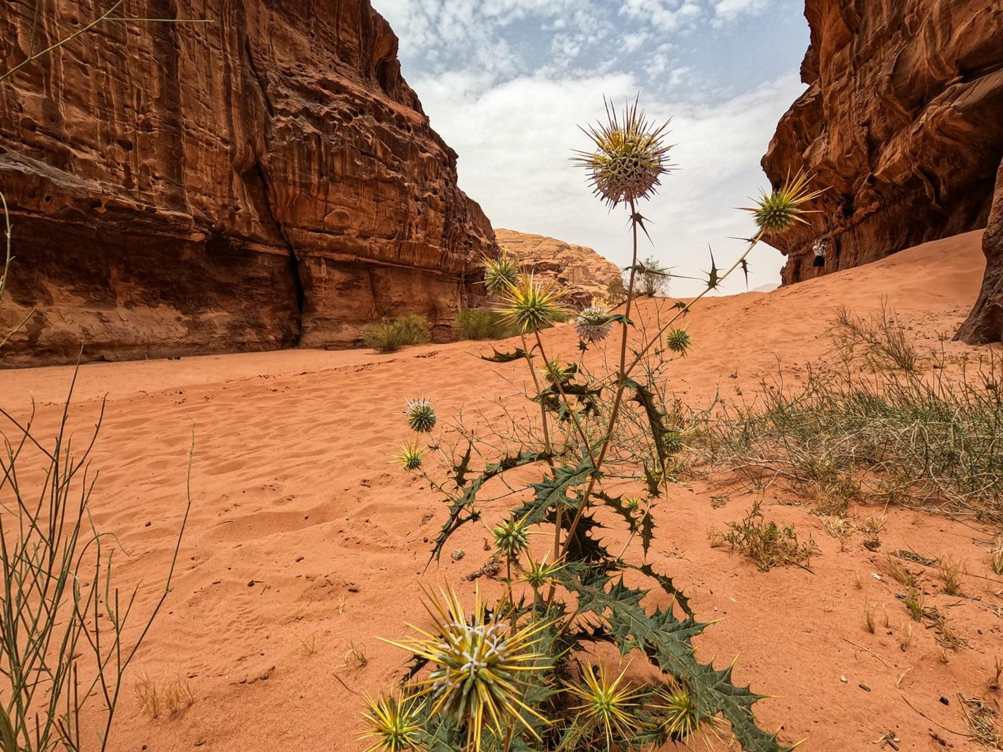 Stargazing Camp & Tours Hotel Wadi Rum Buitenkant foto