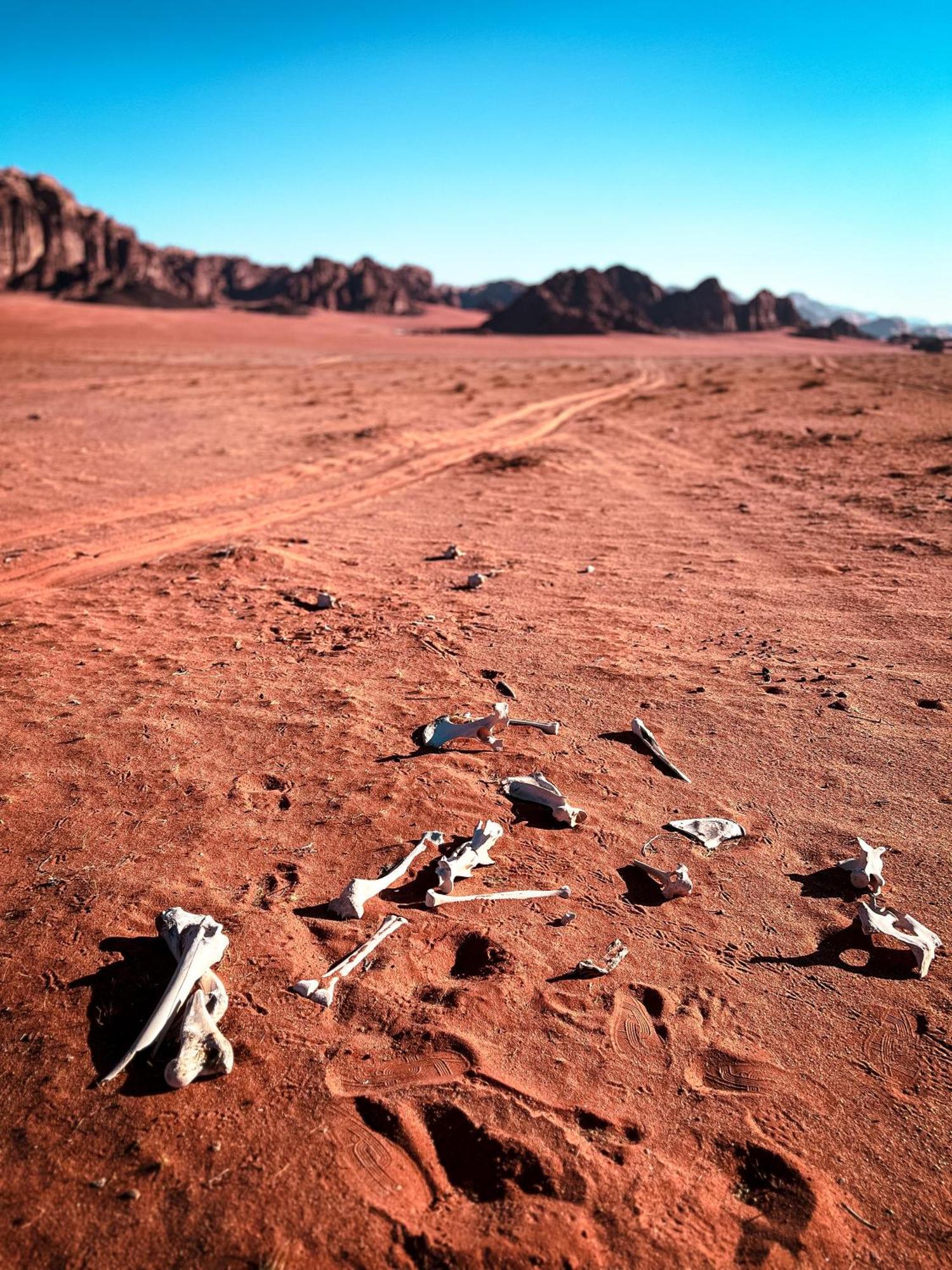 Stargazing Camp & Tours Hotel Wadi Rum Buitenkant foto