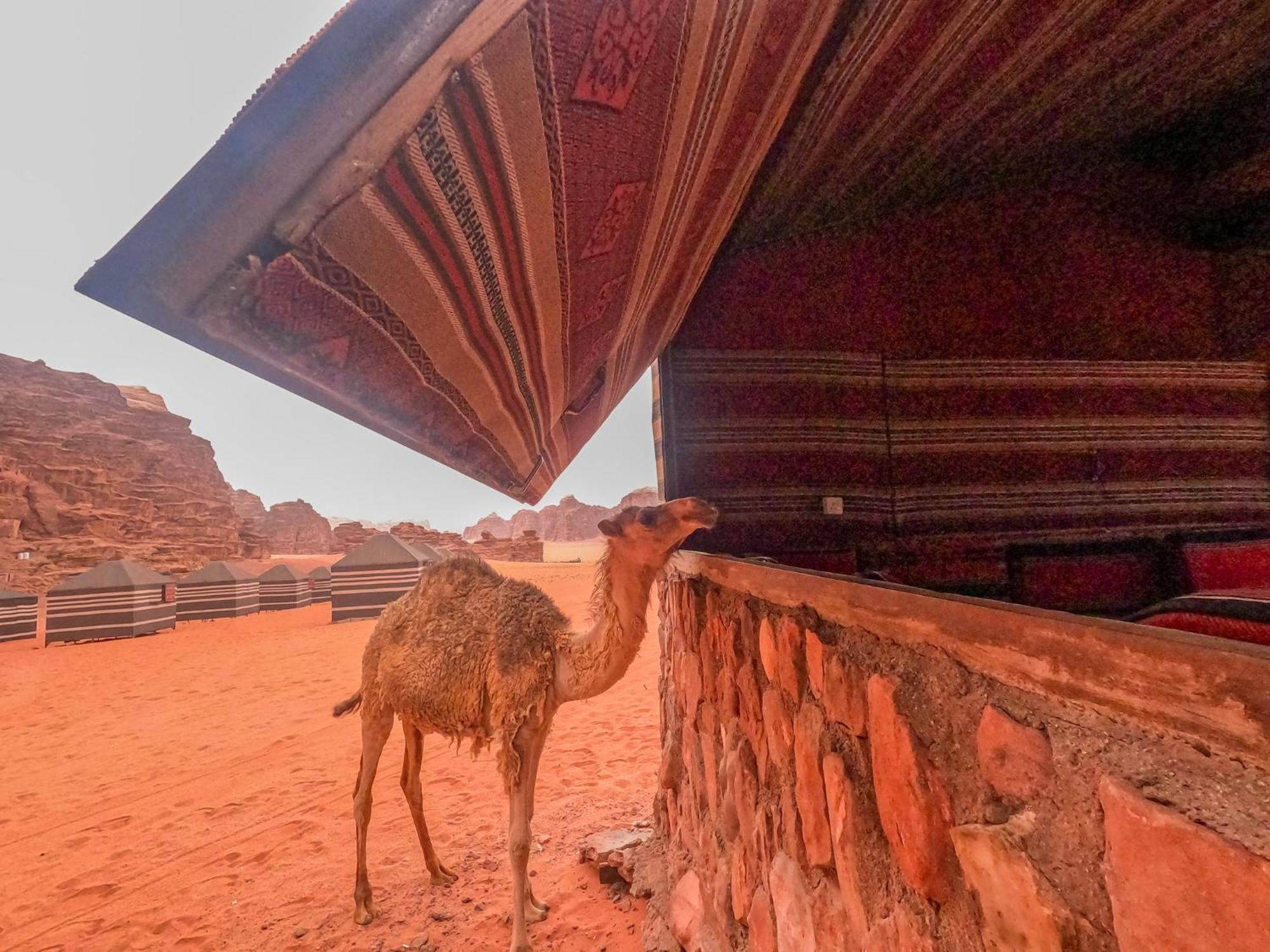 Stargazing Camp & Tours Hotel Wadi Rum Buitenkant foto